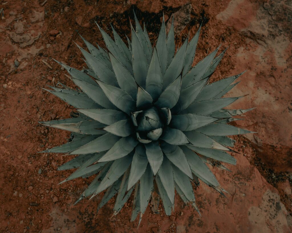clay banks yllulu6ug4m unsplash
